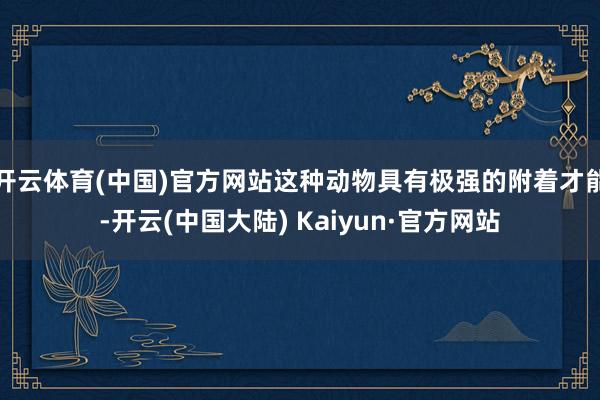开云体育(中国)官方网站这种动物具有极强的附着才能-开云(中国大陆) Kaiyun·官方网站